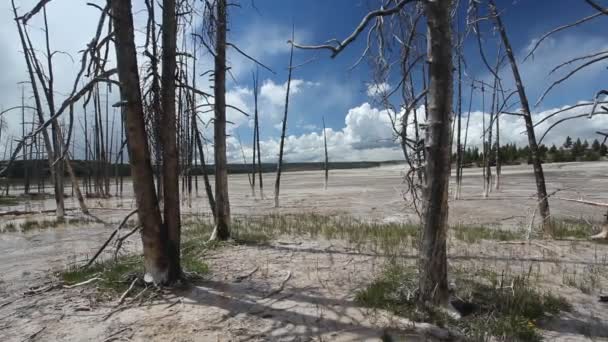 Árboles muertos en Celestine Pool, Lower Geyser Basin, Parque Nacional Yellowstone — Vídeo de stock