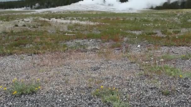 Viejo géiser fiel en el parque nacional de Yellowstone — Vídeo de stock