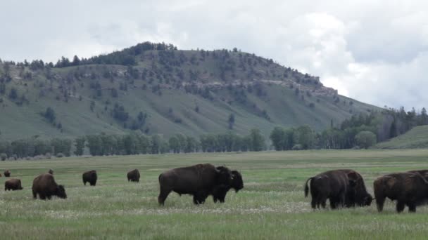 Mooie buffels in het nationaal park yellowstone — Stockvideo