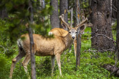 Beautiful elk in Yellowstone National Park clipart