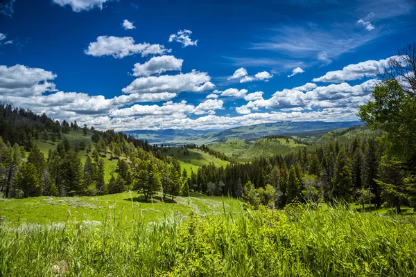 Beautiful landscape of meadow and forest in mountains. — Stock Photo, Image