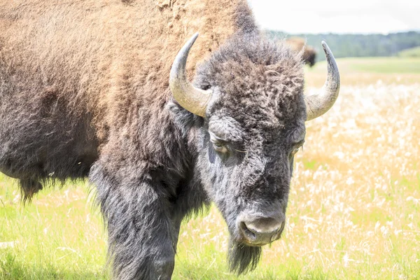 Närbild av buffel, yellowstone national park, wyoming, usa — Stockfoto
