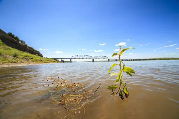 Plant growing in Missouri river — Stock Photo, Image