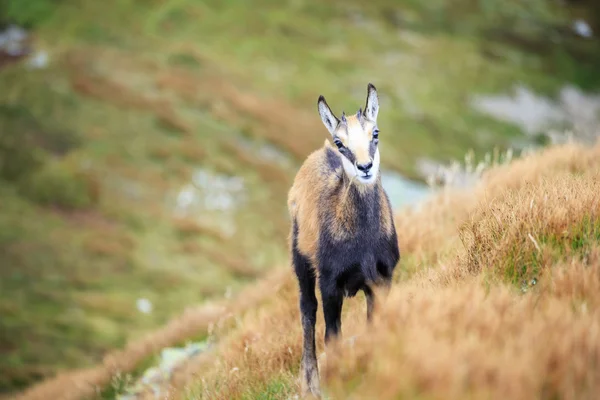 Mountain goat, Chamois — Stockfoto