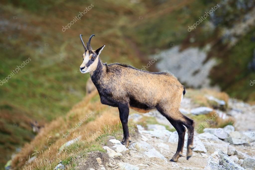 Mountain Goat Chamois Stock Photo By C Sopotniccy
