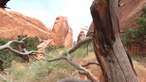 Мертве дерево в арках національний парк — стокове відео
