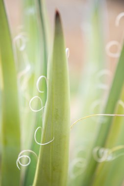 Dekoratif yucca bitki.