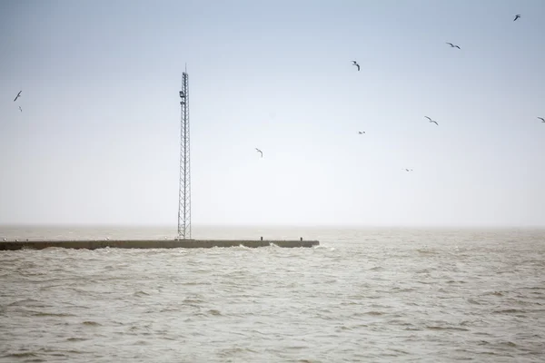 Antena y aves — Foto de Stock