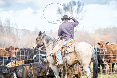 Yeni doğan buzağı yakalama kovboylar