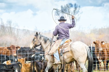 Yeni doğan buzağı yakalama kovboylar