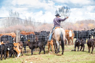 Yeni doğan buzağı yakalama kovboylar