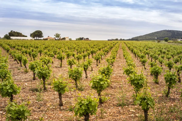 Французький виноградник — стокове фото