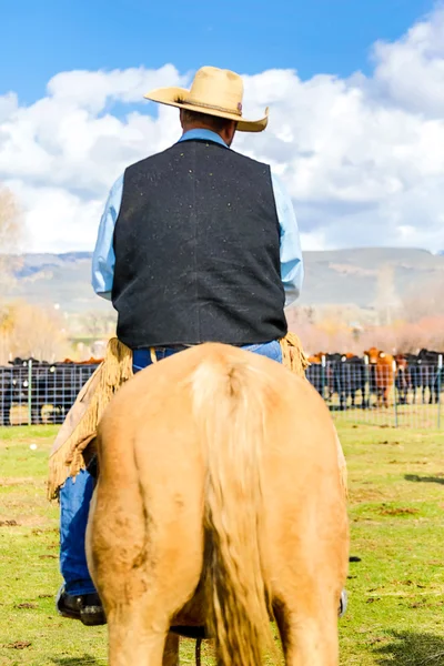 Ковбой на коне — стоковое фото