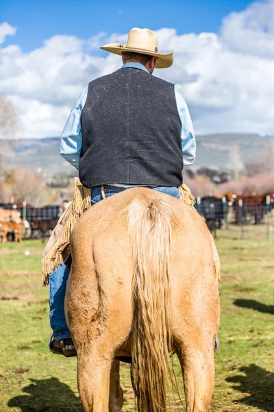 Cowboy auf einem Pferd — Stockfoto