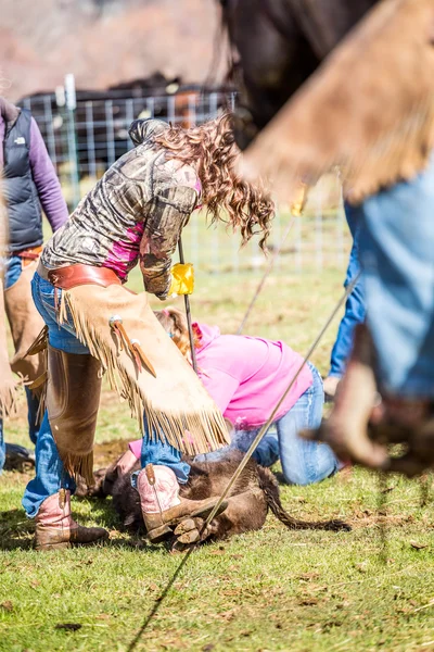 Marca terneros recién nacidos en la granja —  Fotos de Stock