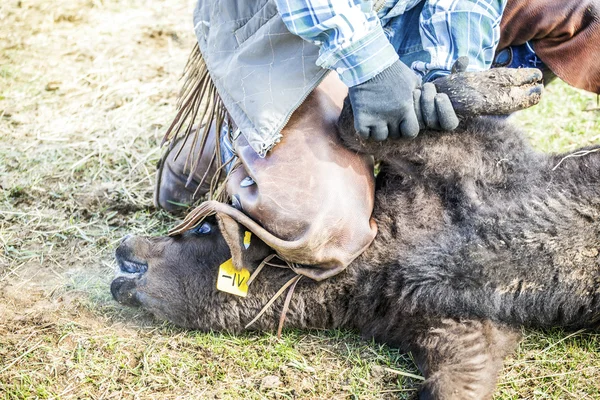 Marca terneros recién nacidos en la granja —  Fotos de Stock