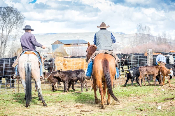 Cowboys pegando bezerros recém-nascidos — Fotografia de Stock