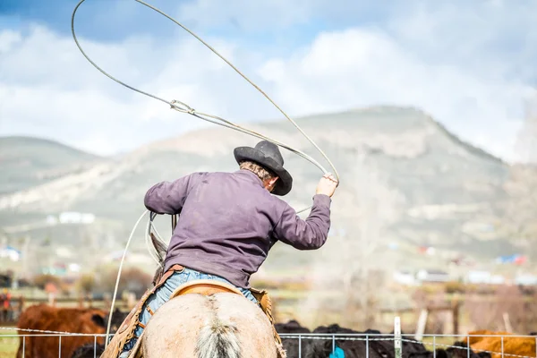 Vaqueros atrapando terneros recién nacidos — Foto de Stock