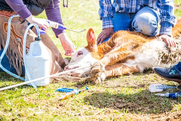 Branding bezerros recém-nascidos na fazenda — Fotografia de Stock