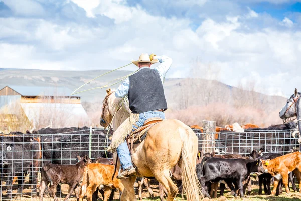 Vaqueros atrapando terneros recién nacidos —  Fotos de Stock