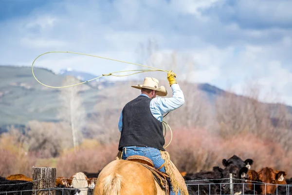 Yeni doğan buzağı yakalama kovboylar