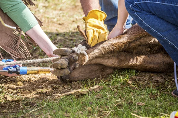 Vaccinating newly born calves on the farm by cowboys — Stock Photo, Image