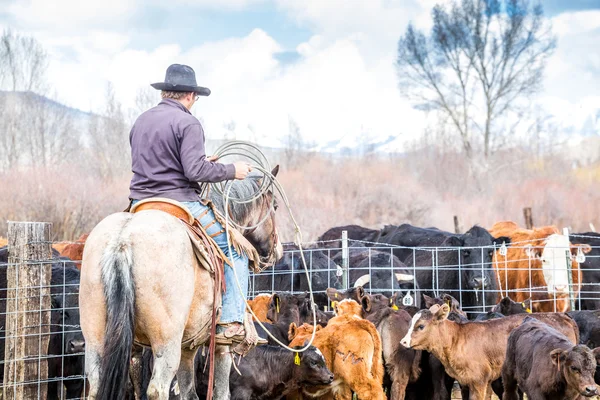 Cowboys cattura vitelli appena nati — Foto Stock