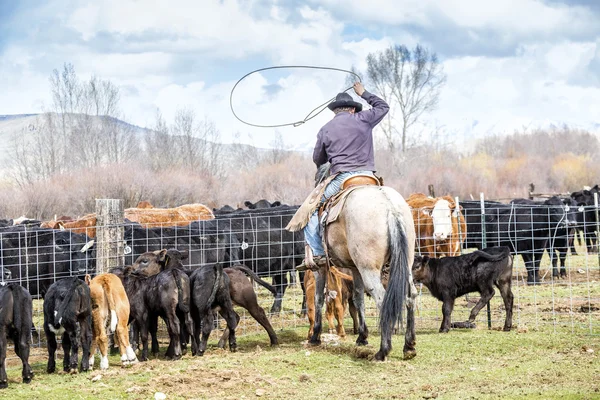 Vaqueros atrapando terneros recién nacidos —  Fotos de Stock