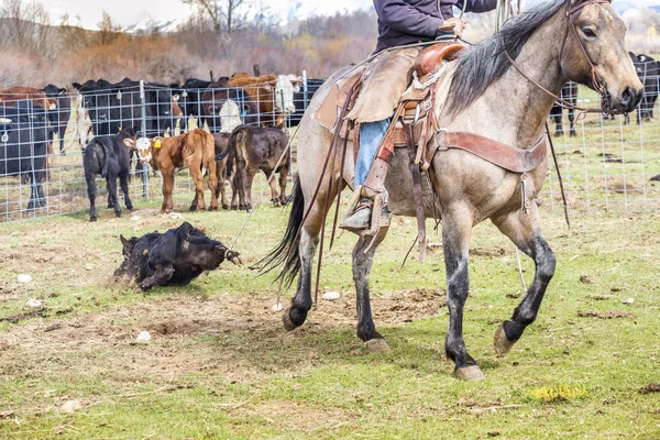 Vaqueros atrapando terneros recién nacidos —  Fotos de Stock