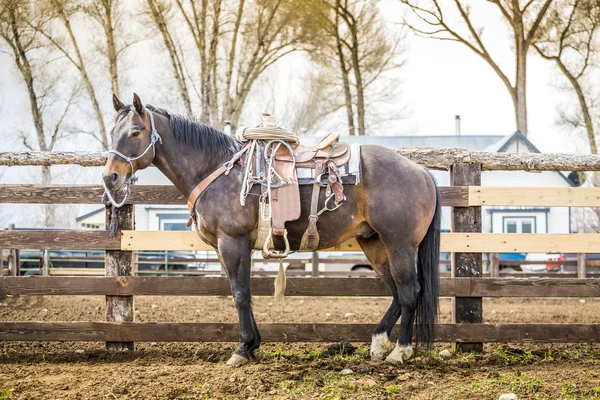 Beautiful horse — Stock Photo, Image