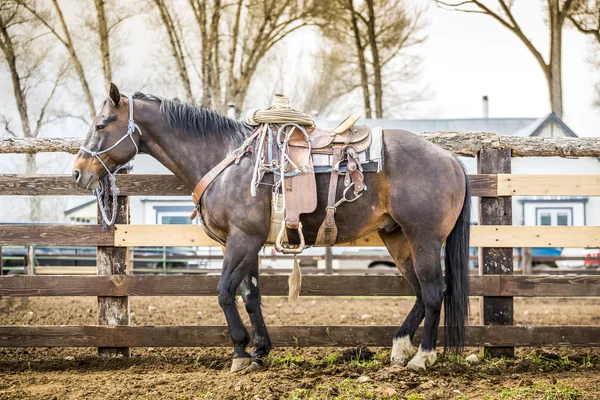 Beautiful horse — Stock Photo, Image