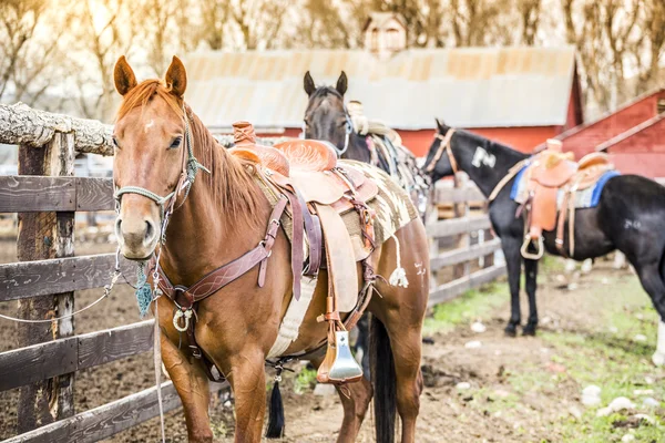 Hermoso caballo — Foto de Stock