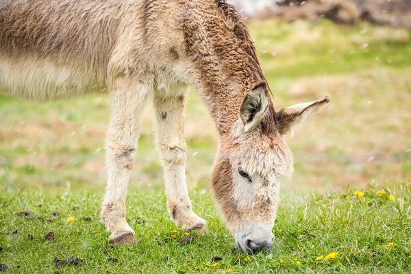 Söt, lurviga åsna — Stockfoto