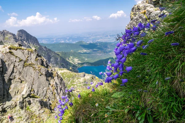 Prachtige violette bloemen in de bergen — Stockfoto