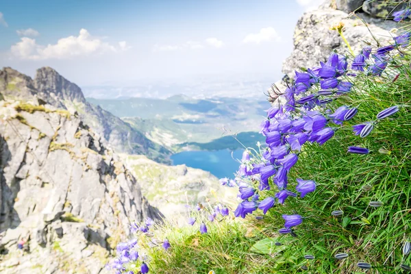 Όμορφη ιώδη λουλούδια στα βουνά — Φωτογραφία Αρχείου