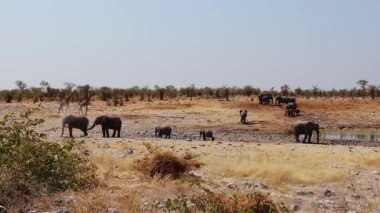 Namibya, kurak Afrika savanasındaki bir su birikintisinin etrafındaki büyük bir fil ve zürafa sürüsü, kurak mevsimde tipik bir vahşi yaşam sahnesini çekiyor..