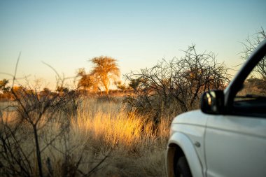 Wide view of the Namibian savanna under a clear blue sky with the car. Dry grasslands stretching to the horizon, showing the beauty and vastness of African nature.