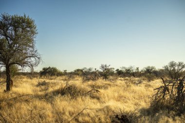 A solitary giraffe walking across the bright savanna of Namibia under a clear blue sky. Daytime African landscape showcasing wildlife, open space, and natural beauty.