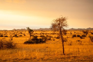 Golden sunset over the North Windhok, Namibian savanna with scattered trees on the horizon. Warm evening light and vivid colors capture the calm beauty of the African landscape.
