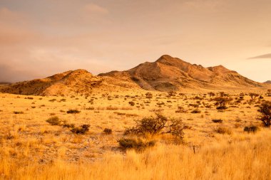 Golden sunset over the North Windhok, Namibian savanna with scattered trees on the horizon. Warm evening light and vivid colors capture the calm beauty of the African landscape.