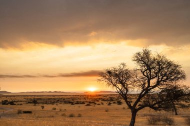 Golden sunset over the North Windhok, Namibian savanna with scattered trees on the horizon. Warm evening light and vivid colors capture the calm beauty of the African landscape.