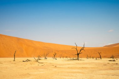 Big Daddy Dune and Deadvlei, Namibia is Towering red dune above Deadvleis ancient dead camelthorn trees and white clay pan.