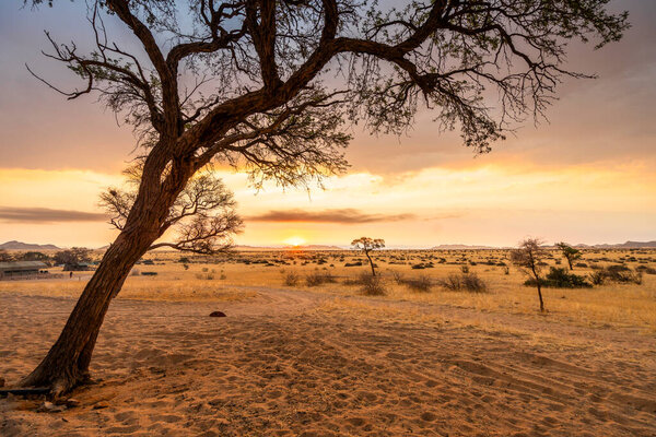 Golden sunset over the North Windhok, Namibian savanna with scattered trees on the horizon. Warm evening light and vivid colors capture the calm beauty of the African landscape.