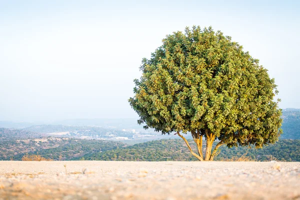 Израильское дерево на горе Азека, в горах Иудеи . — стоковое фото
