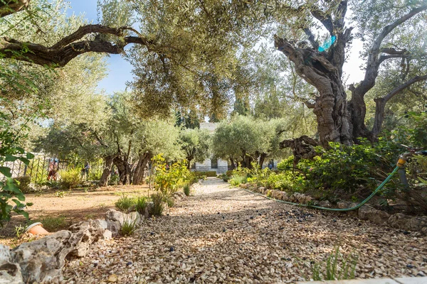 Jardín de Getsemaní, Monte de los Olivos, Jerusalén —  Fotos de Stock