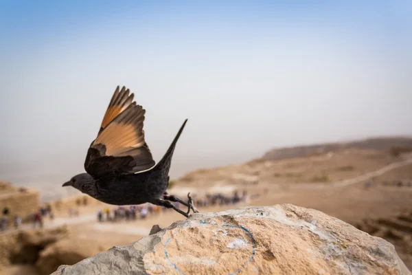 Tristram's Starling in Masada, Israel — Stock Photo, Image