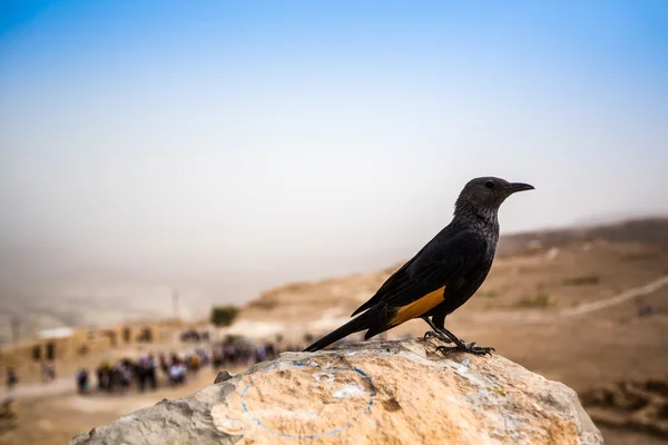 럼의 Starling Masada, 이스라엘 — 스톡 사진