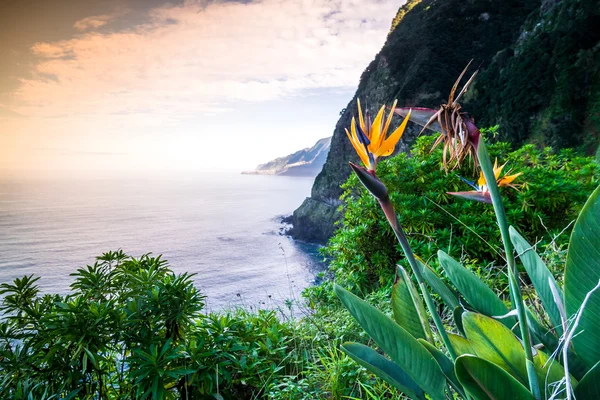 Papegojblomssläktet blommar på Madeira, Portugal — Stockfoto