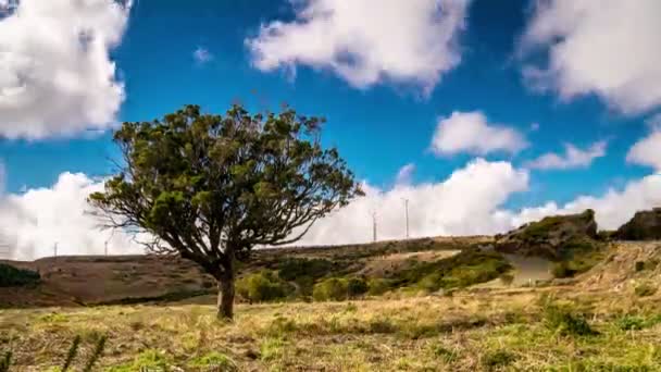 Sebuah pohon tunggal di dataran tinggi datar di pulau Madeira — Stok Video
