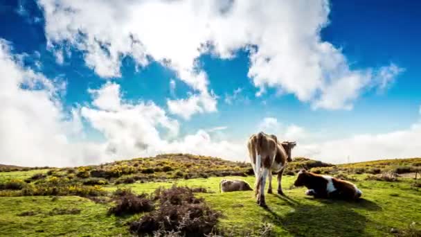 Algumas vacas pastando em altas montanhas — Vídeo de Stock